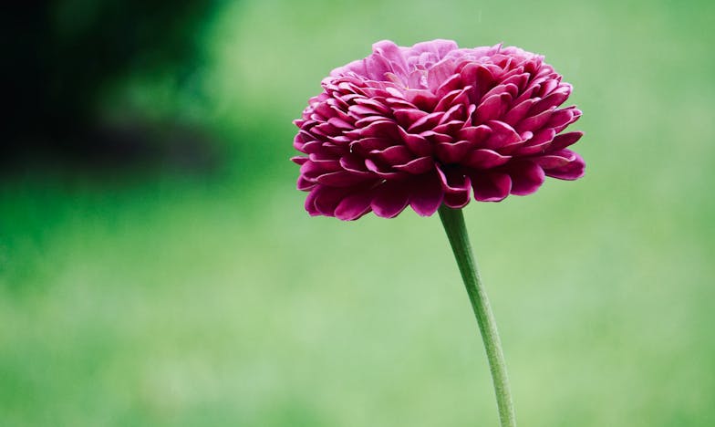 Între două focuri: Ziua în care a trebuit să aleg între mama mea și soția mea