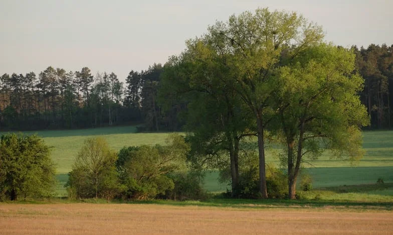 Oaspete în propria mea casă: povestea unei nurori românce