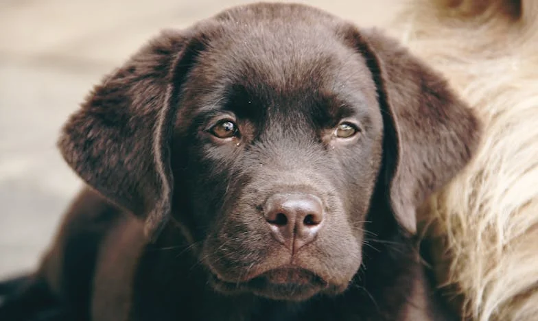 Bir Babanın Geç Uyanışı: Kaybolan Şanslar ve Kefaretin Hikayesi