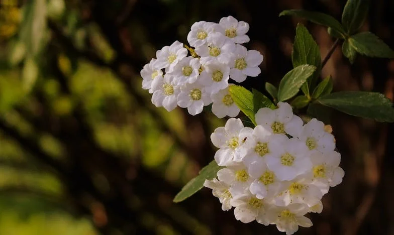 Son Yazım Köyde: Sisli Bir Sabahın Ardından