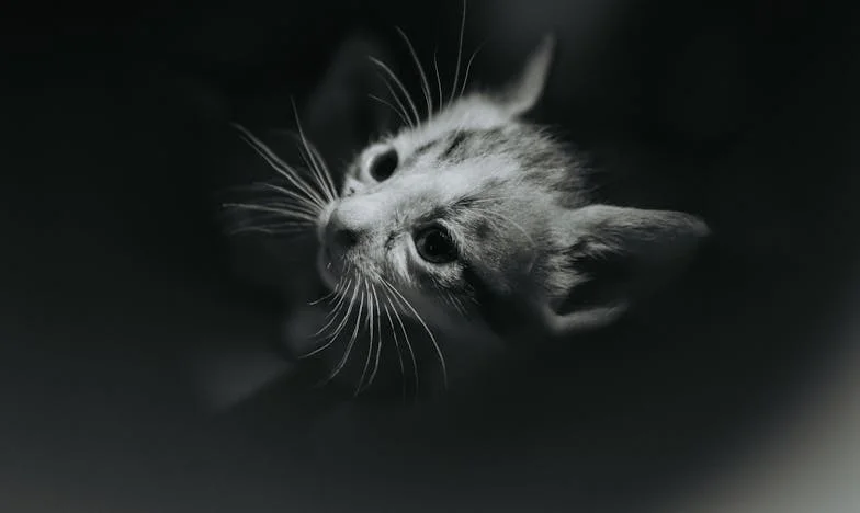 Kiedy rodzice się starzeją: Moje życie między obowiązkiem a bólem. Historia córki z Warszawy, która opiekowała się ciężko chorą matką, gdy rodzina rozpadała się pod ciężarem dawnych ran.