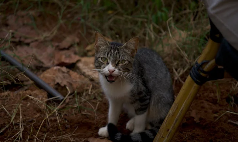 Kiedy teściowa staje się współlokatorką: Moje życie z nią i jej zasadami