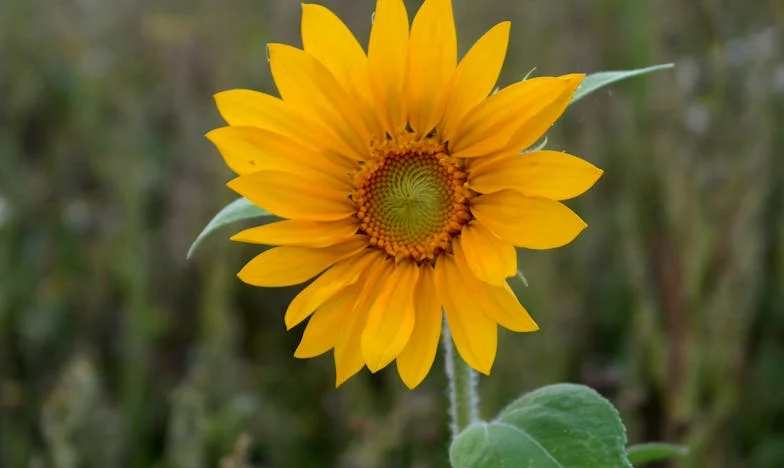 Kiedy wróciłam do domu, w moim łóżku spał obcy: Warszawska opowieść o rodzinie, zdradzie i granicach wytrzymałości