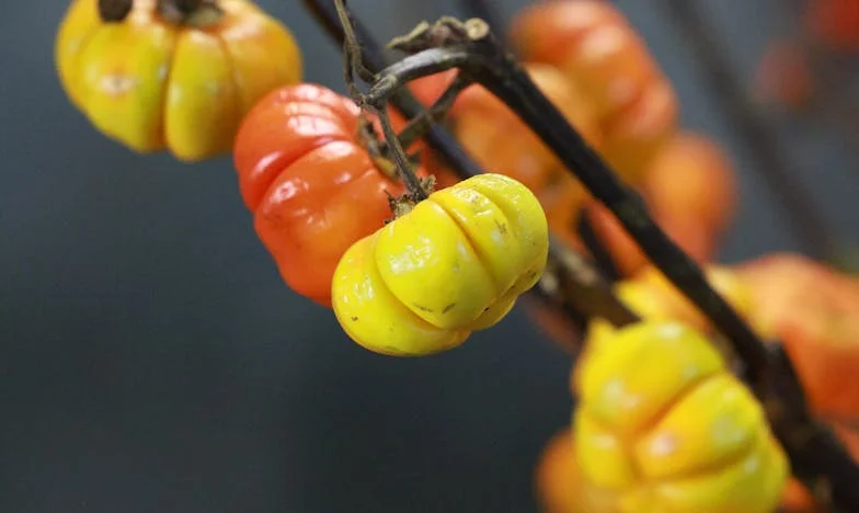 Leżę w szpitalu po zawale. Moje dzieci nie chcą mnie odwiedzać, bo... mam za duży dom?