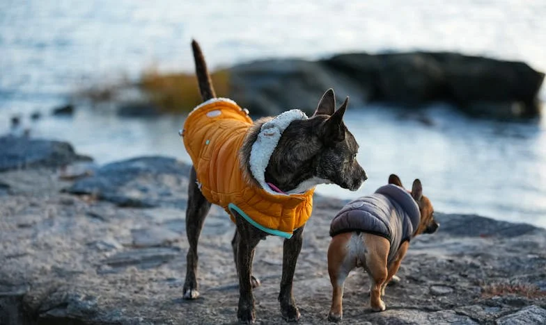 Między pustynią a marzeniami: Moja walka o wolność w cieniu rodzinnych tajemnic