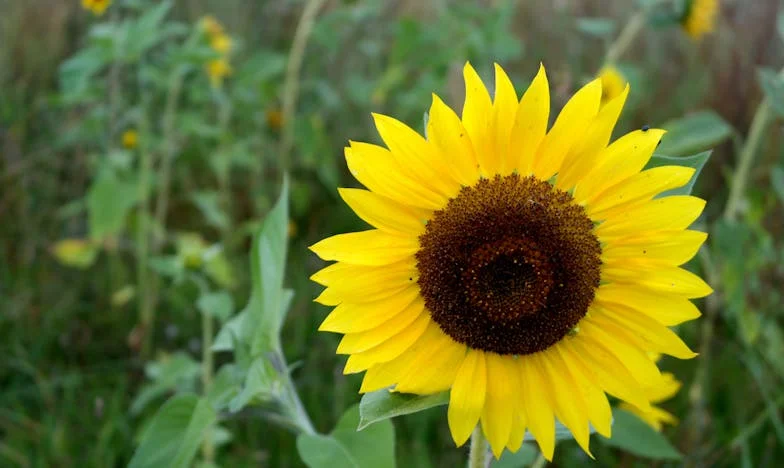 Moja synowa, Magda, przewróciła nasz świat do góry nogami – historia o tym, jak tradycja zderzyła się z nowoczesnością w mojej rodzinie