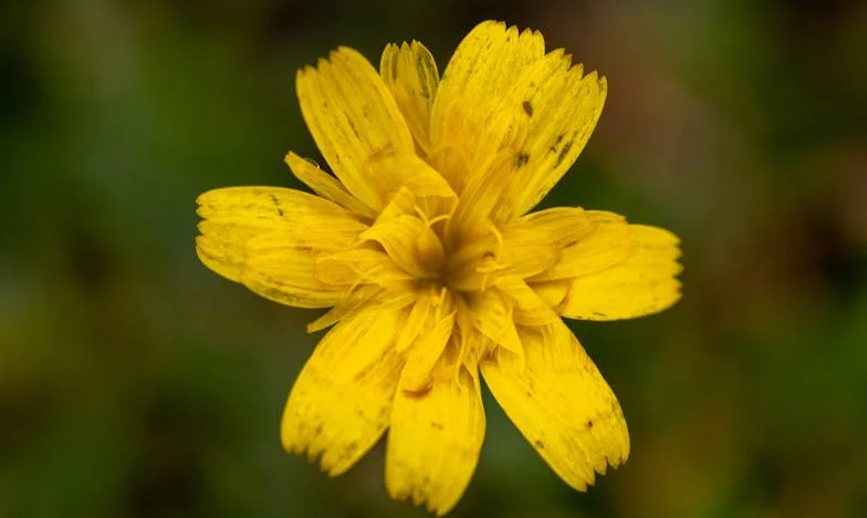 „Nieprawdziwe” wnuki – jak jedno zdanie zniszczyło naszą rodzinę. Historia o bólu, walce i godności moich dzieci.