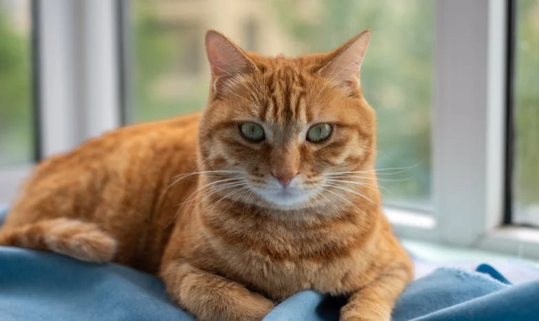 Niespodziewana wizyta teściowej: Czy potrafię wybaczyć i zrozumieć?