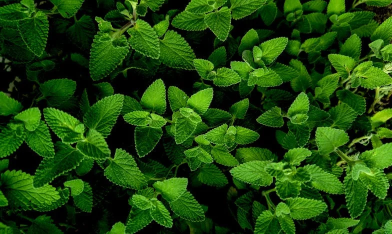 Pod presją ojca: Czy mam prawo wybrać własne szczęście, jeśli grozi mi odrzuceniem?