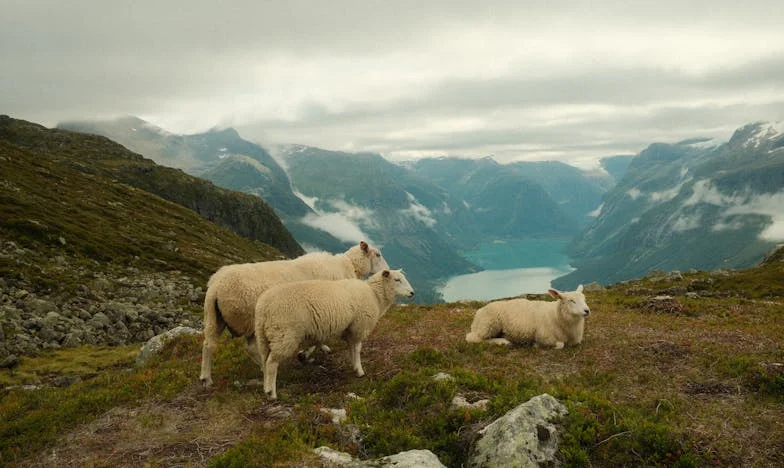 Telefon, który zmienił wszystko: Moja walka o prawdę po wypadku męża