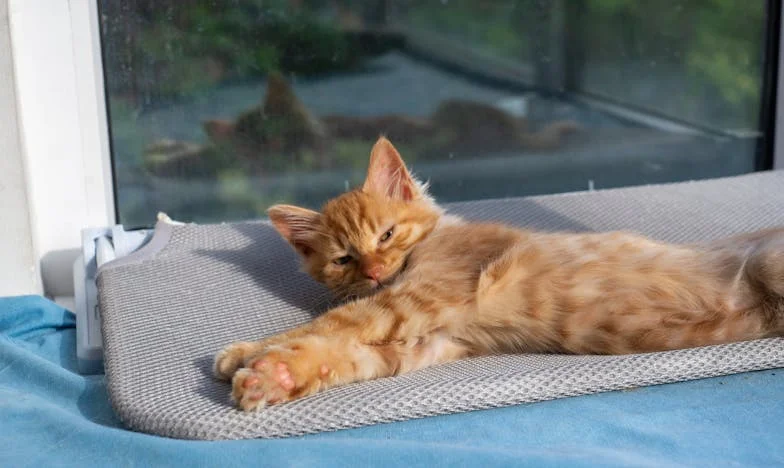 Wyrzucona z własnego domu: Historia zdrady, przebaczenia i poszukiwania nowego początku