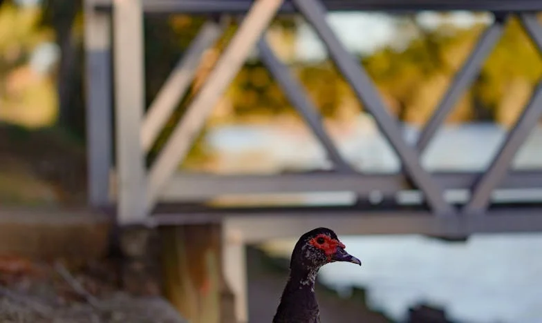 Nie do spłacenia: Jak pożyczka dla teściowej zrujnowała moje małżeństwo