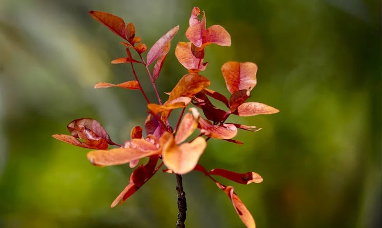„On nie chce się ze mną ożenić, choć noszę jego dziecko” – dramatyczna rodzinna niedziela, która zmieniła wszystko