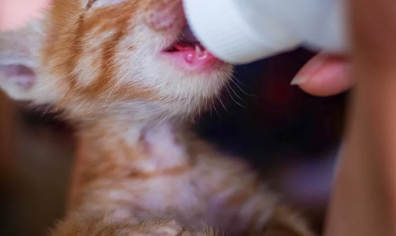 Pięć lat milczenia: Gdy dług staje się murem między rodzinami i miłością