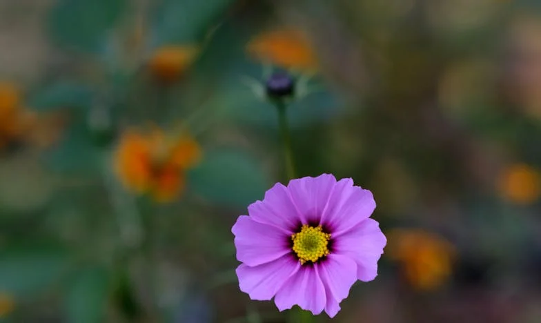 Spotkanie po latach: Czy można zapomnieć pierwszą miłość?