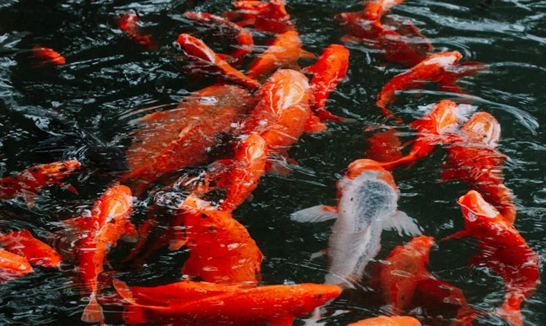 Szokująca prawda: Jak moja szwagierka udawała ciążę, by nie pracować i zostać w naszym domu