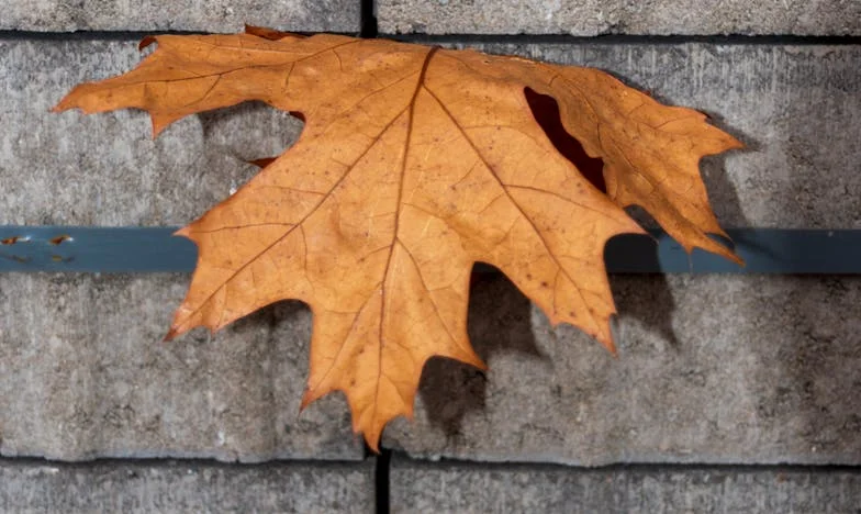 Tata przypomniał sobie o mnie... gdy usłyszał o spadku po babci. Moja historia zdrady, rodziny i pytania: co jest warte więcej – pieniądze czy miłość?