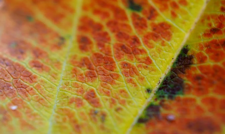 Wrócić do domu: Czy można odbudować szczęście w miejscu pełnym wspomnień?