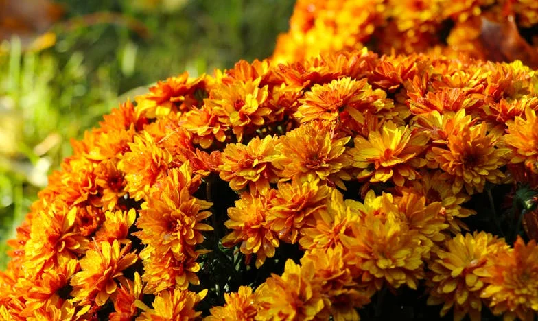 Zamiana mieszkań z własną teściową: Jak walczyłam o swoje życie i godność