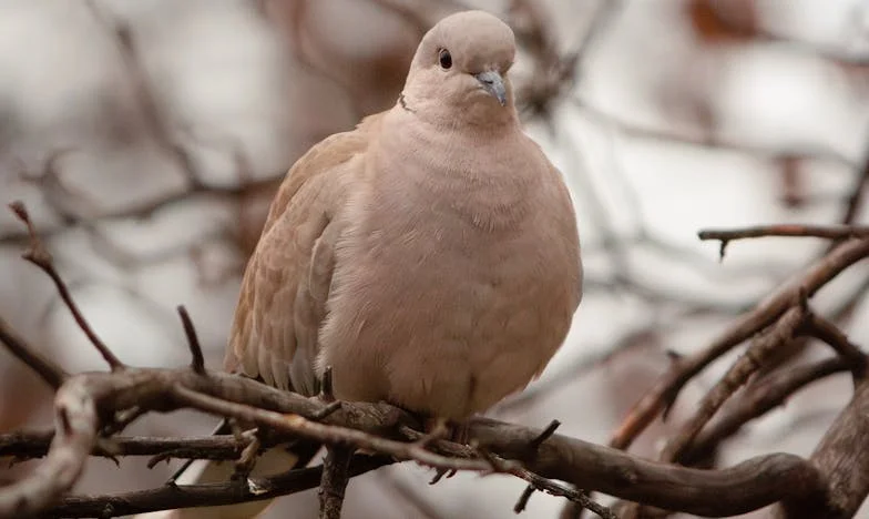Co sąsiedzi powiedzą? Miłość, plotki i mur, który podzielił naszą rodzinę
