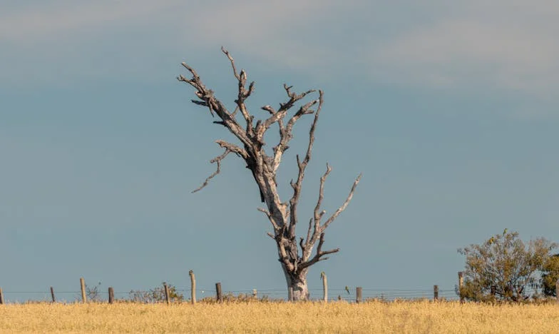 „Kiedy teściowa wchodzi drzwiami, wolność ucieka oknem” – Moja walka o własny dom i siebie