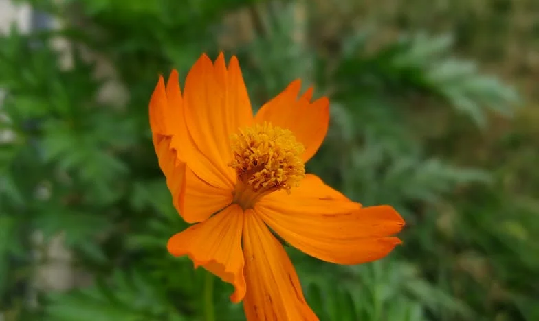 "Mamo, oddaj mi klucze do mieszkania! Przez ciebie Sara wraca późno, a ja ledwo widuję żonę" – historia codziennych wizyt teściowej, która zburzyła nasz domowy spokój