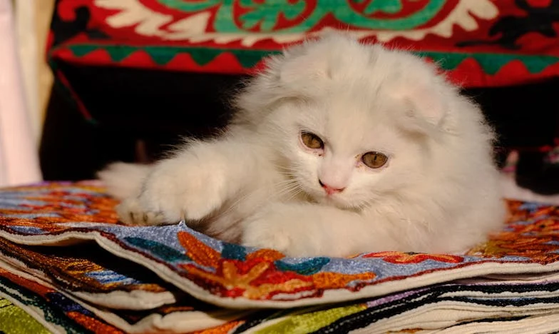 Mój dorosły syn wrócił do domu po rozwodzie – czy jeszcze odnajdzie szczęście?