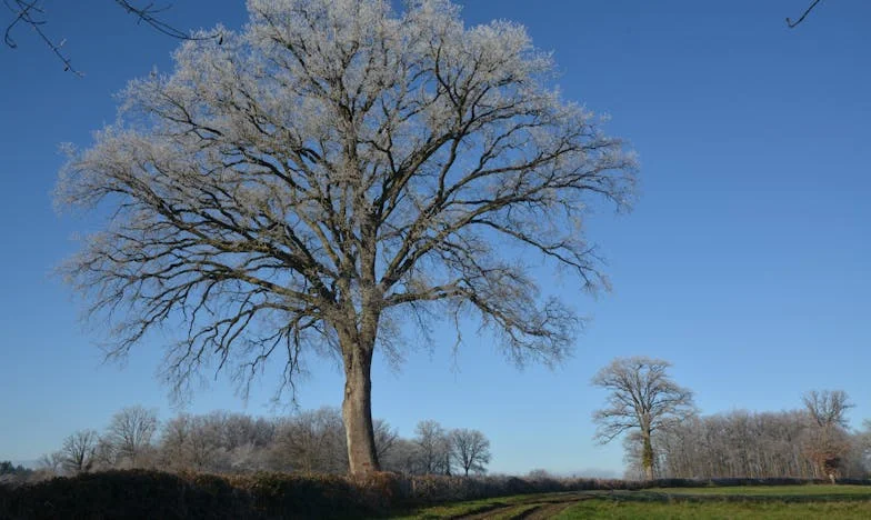 Niechciany ogród: Jak zostałam matką dzieci mojego brata i co to zrobiło z moją rodziną