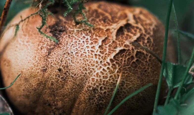 Trzydzieści lat byłam tylko synową. Prawda, którą odkryłam po śmierci teściowej, zmieniła wszystko