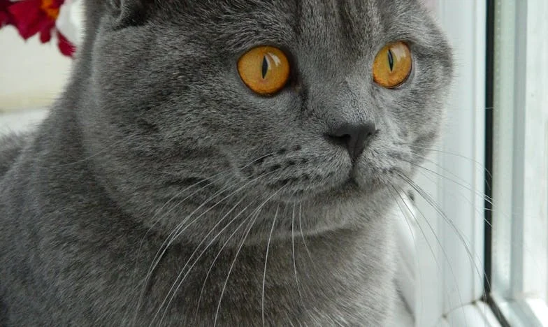 Winowajca: Powiew włoskiego powietrza – Historia Ewy z Gdańska. Zdrada, która rozdarła moją rodzinę.