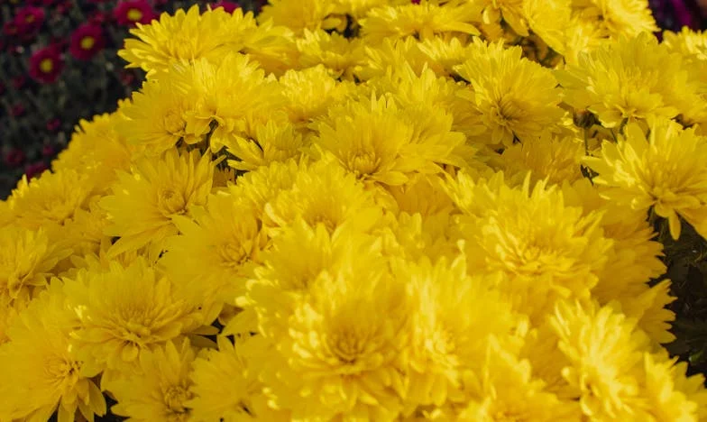 „Wstań i zrób mi kawę!” – Jak mój zięć wywrócił nasz dom do góry nogami w dwa tygodnie i gdzie kończy się granica rodziny