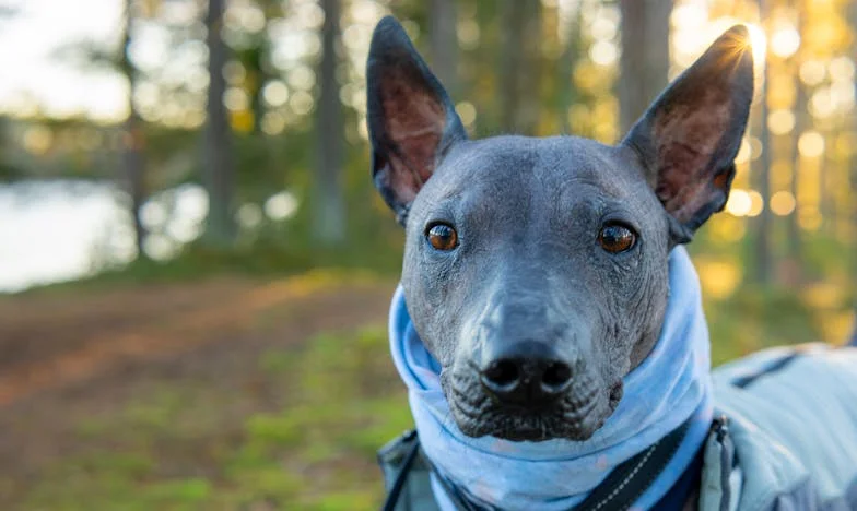 Zdrada za zamkniętymi drzwiami: Gdy przyłapałam teściową w mojej szafie