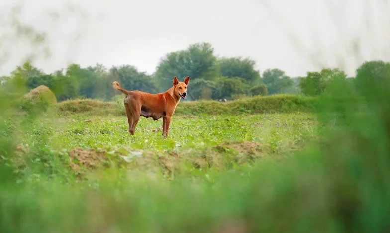Kupiłam dom w Polsce, ale rodzina zięcia rozbija nasz spokój. Czy moje wnuki dorosną w cieniu toksycznych dziadków?