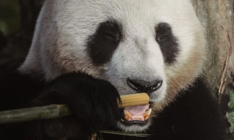 „Mój syn nie będzie służącym w tym domu!” – Opowieść o rodzinie rozdartej między oczekiwaniami a marzeniami