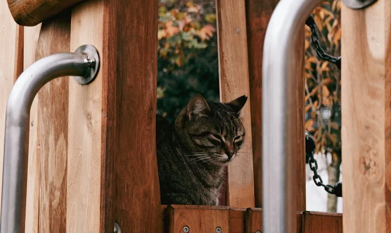 Moje pierwsze spotkanie z przyszłą teściową – wieczór, który zmienił wszystko
