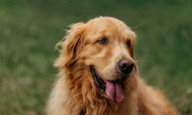 Ojciec wrócił, gdy usłyszał o spadku – historia zdrady i walki o własną godność