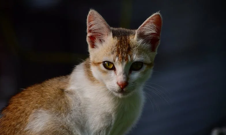 "To ja, Elżbieta, złożyłam pozew o rozwód. Chcę wreszcie żyć po swojemu." – Historia z Łodzi, która poruszy każdą kobietę