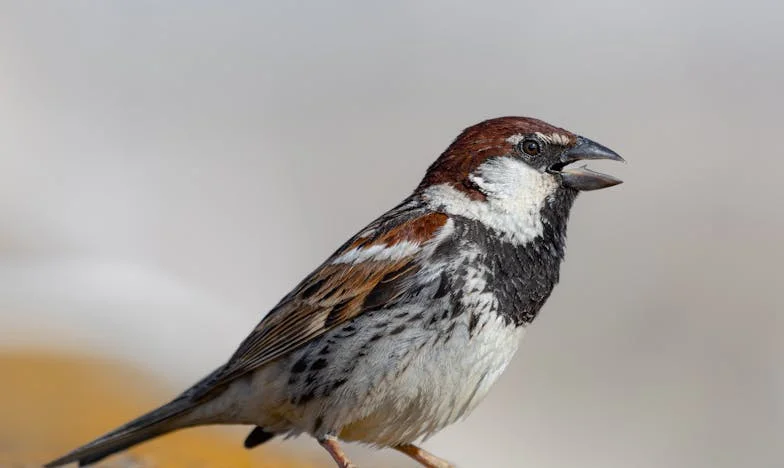 Кога баба ми реши да ја открие вистината за мојата грижа