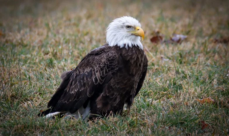 Кога братството станува товар: Приказна за доверба, предавство и семејни долгови