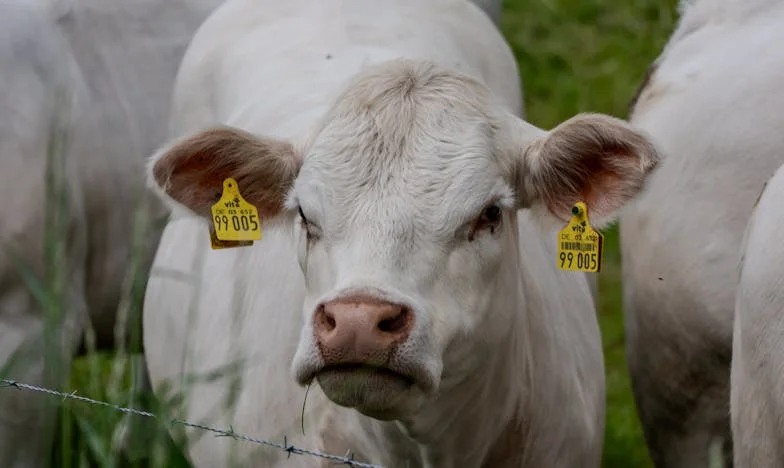 Кога Фрижидерот Стана Граница: Приказна за Љубов, Пари и Ладни Полици