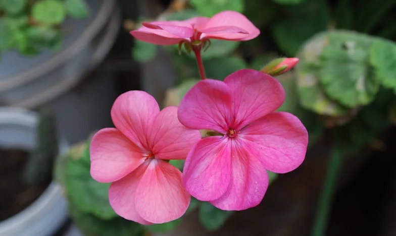 Кога работите почнаа да исчезнуваат од нашиот дом: Вистината што ја откривме преку камерите