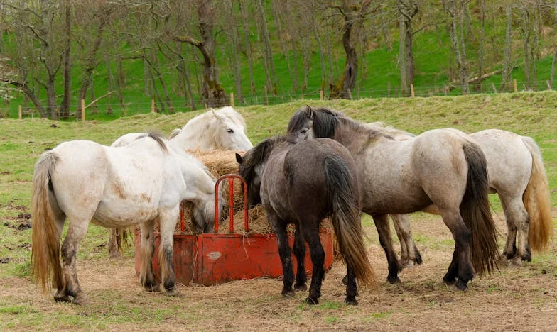 Кога Светот Ми Се Преврте: Исповед на Една Македонка