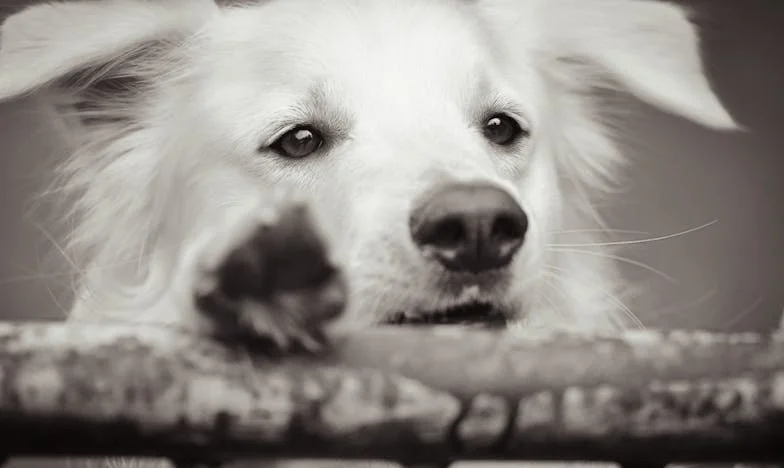 Љубовта меѓу две генерации: Судирот на срцето и традицијата