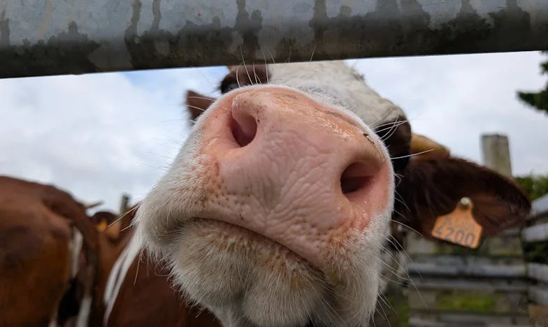 Параболата за изгубената почит: Судир во срцето на Битола