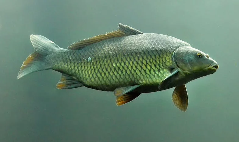 Зошто Срцата Се Разминуваат: Исповед на Еден Македонец за Љубовта и Самотијата