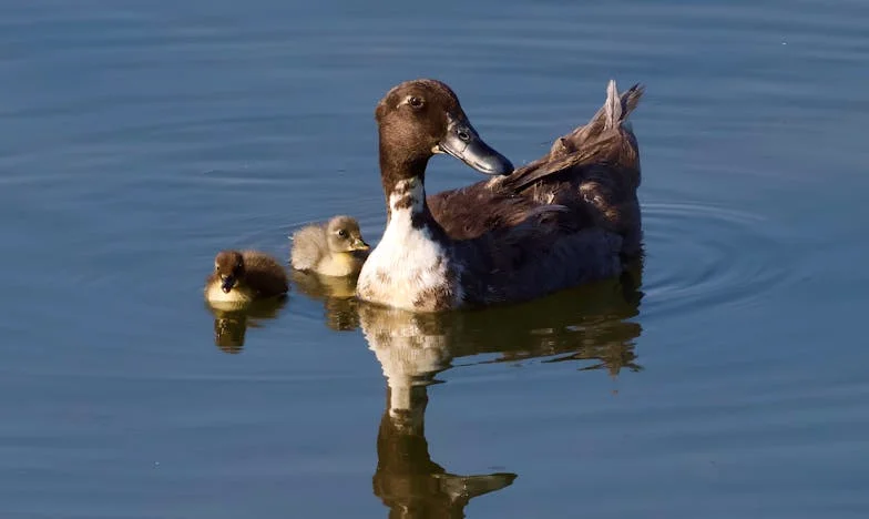 Избор: Домот или Блиските? Куќата наместо семејството