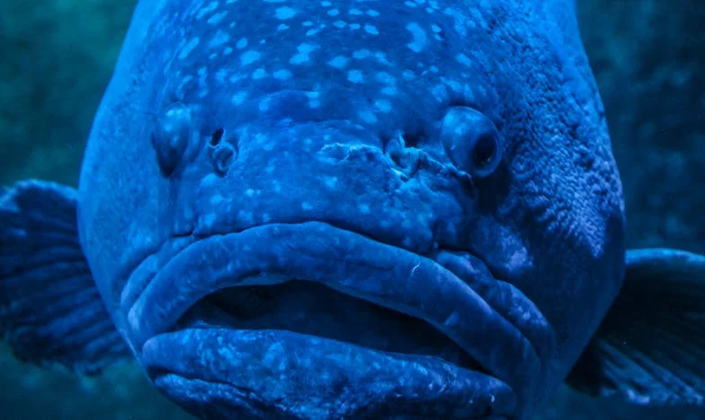 Kad baka ne može: Priča o razočaranju, obiteljskim očekivanjima i tišini između generacija