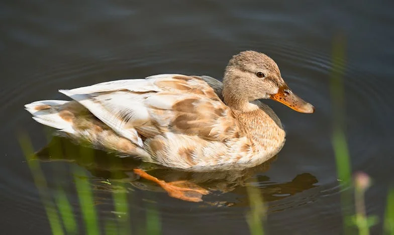 Кога среќата ќе затропа на вратата: Исповед на една македонска душа