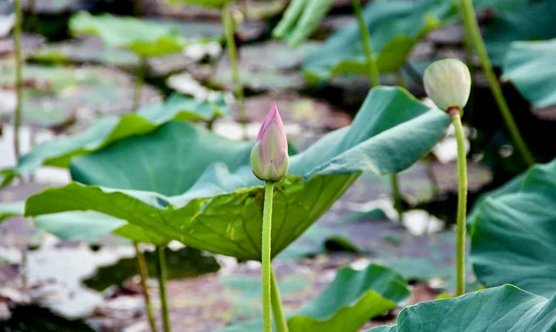Кога свекрва ми го критикуваше изгледот на мојот сопруг, ѝ предложив таа да се справи – и не очекував што ќе се случи