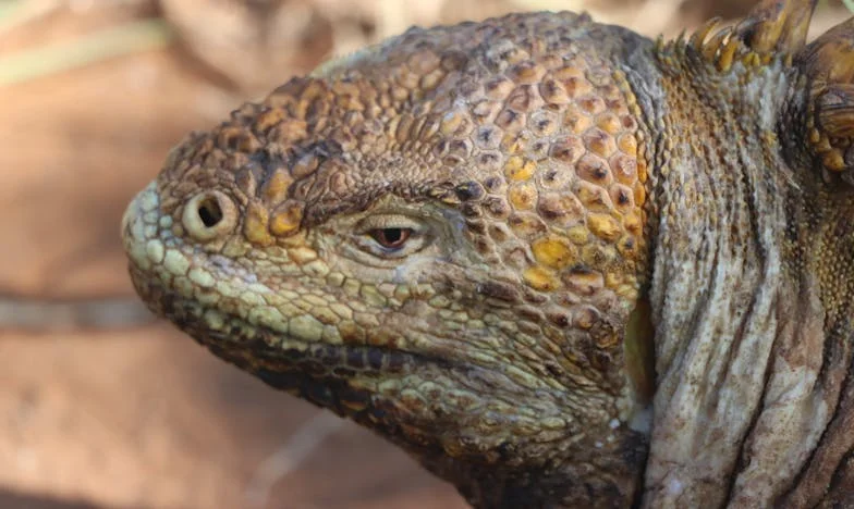 Мајка ми по закон: Како изгубив сѐ што сакав